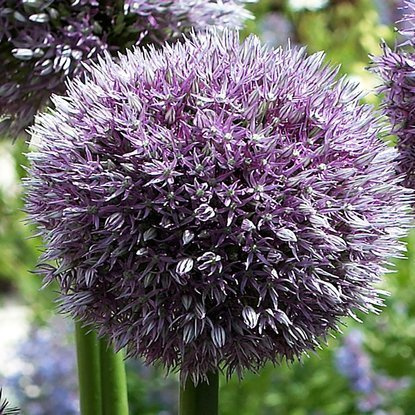 Allium Riesenlauch Round and Purple 1 st.