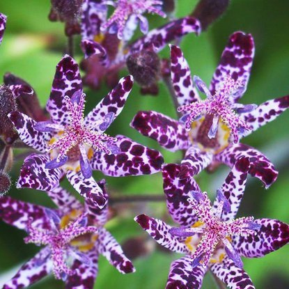 Japanische Krötenlilien hirta 1 st.