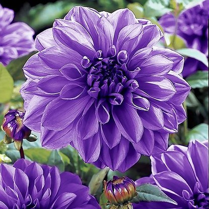 Dahlie Großblütige Blue Boy 1 st.