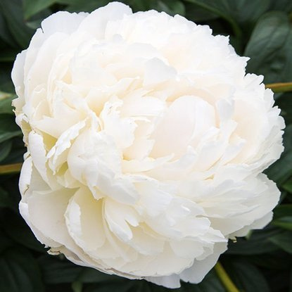 Pfingstrose Gefüllte Päonie  Bowl of Cream 1 st.