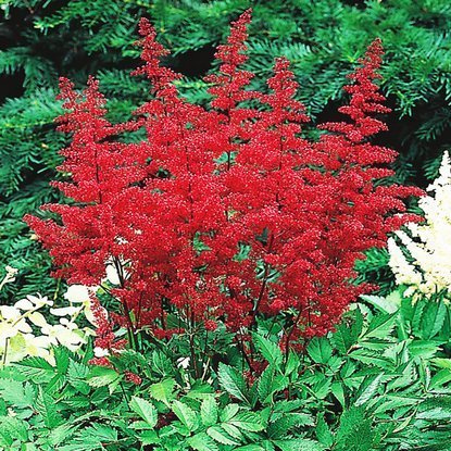Astilbe Prachtspiere Spinnel 1 st.