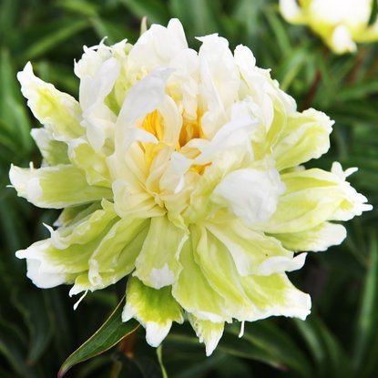 Pfingstrosen Päonie Green Lotus 1 st.