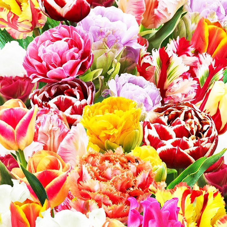 Mischung WOW MIX Tulpe alle Sorten 10 st.