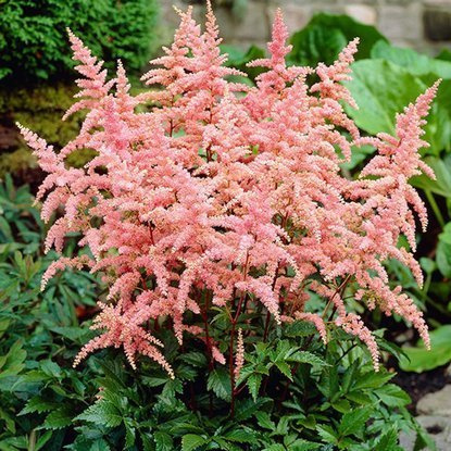 Astilbe Prachtspiere Bressingham Beauty 1 st.