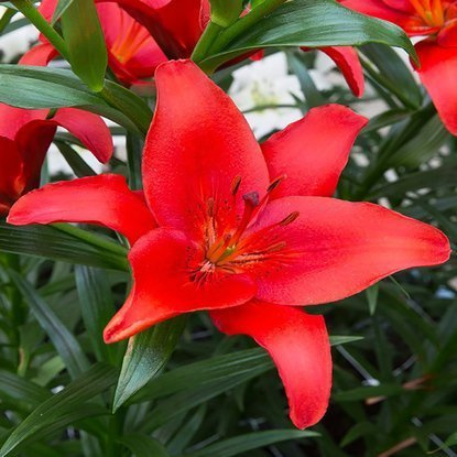 asiatische Lilie Prunotto 1 st.