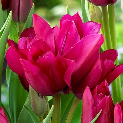 Mehrblütig Tulpe Night Club 5 st.