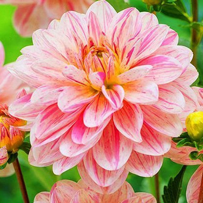 Dahlie Dekorativ Bonesta 1 st.