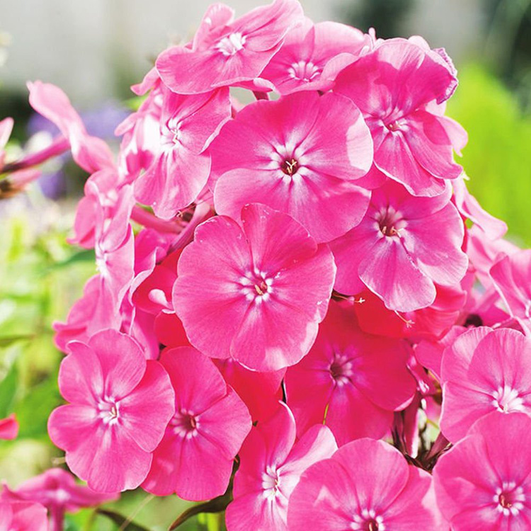 Phlox  Flammenblumen Pink Attraction 1 st.