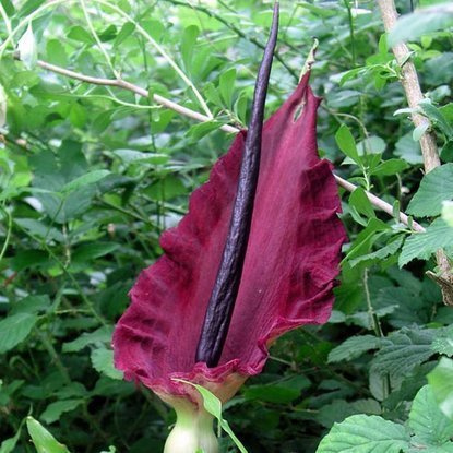 Draculus Gemeine drachenwurz Vulgaris  1 st.