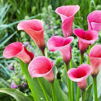 Calla Zantedeschie Dunkelpink 1 st.