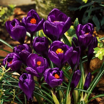 Großblütiges Krokusse Crocus Grand Matre 10 st.