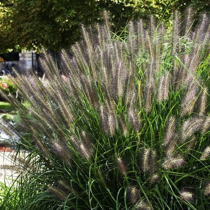 Lampenputzergräser Pennisetum Moudry 1 st.