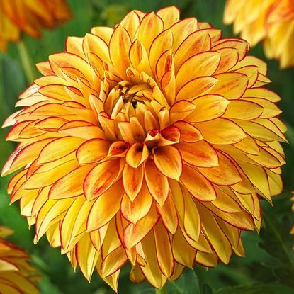 Dahlie Dekorativ Lake Ontario 1 st.