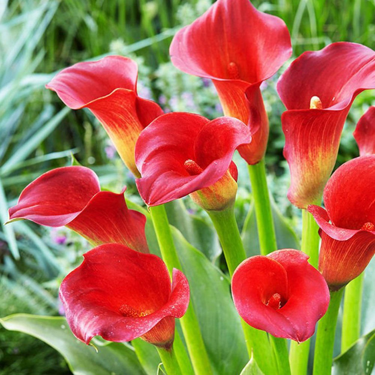 Calla Zantedeschie Rote 1 st.