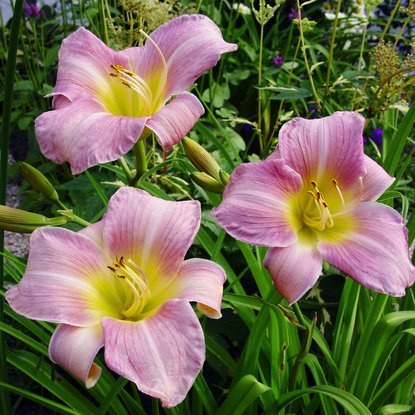 Taglilie Hemerocallis Catherine Woodbury 1 st.