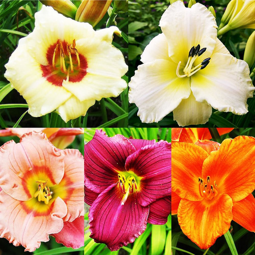 Set 58 Hemerocallis - Taglilie 5-tlg.