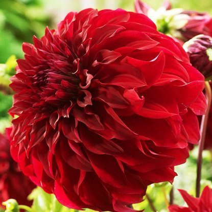 Dahlie Großblütige Mingus Alex 1 st.