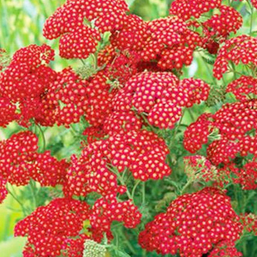 Schafgarbe rote Achillea Red Velvet 1 st.