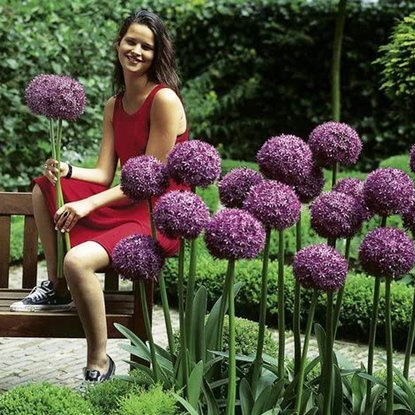 Allium Riesenlauch Globemaster 1 st.