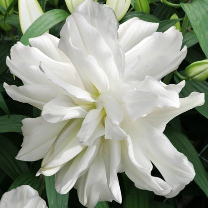 orientalische Lilie gefüllte Lotus Ice  1 st.