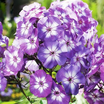 Phlox Flammenblumen Laura 1 st.