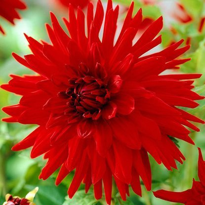 Dahlie Kaktus Rot 1 st.