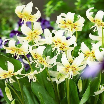 Hundszahnlilie Erythronium White Beauty 1 st.