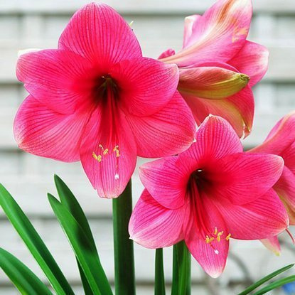 Rittersterne Hippeastrum Adele 1 st.