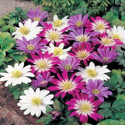 Anemone Windröschen Blanda Mix 10 st.