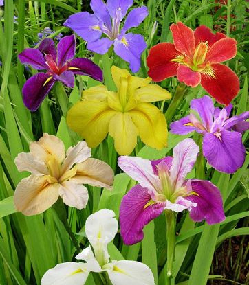 Schwertlilie Iris Louisiana Breeders Mix 1 st.