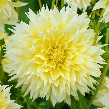 Dahlie Hirschgeweih Canary fubuki 1 st.