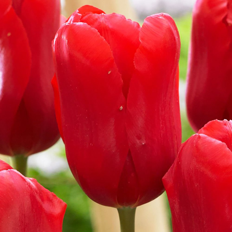 Fosteriana Tulpe Red Proud 5 st.