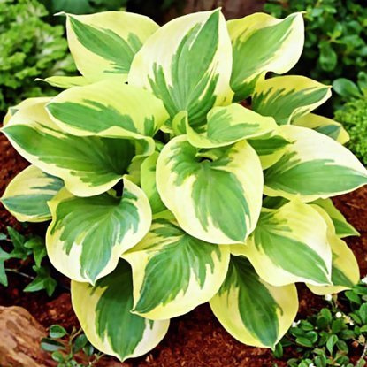 Funkie hosta Knockout 1 st.