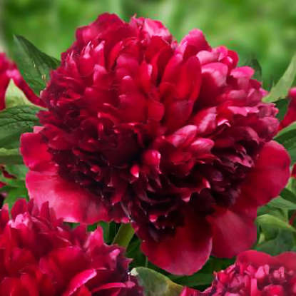 Pfingstrose Gefüllte Päonie  Renato 1 st.