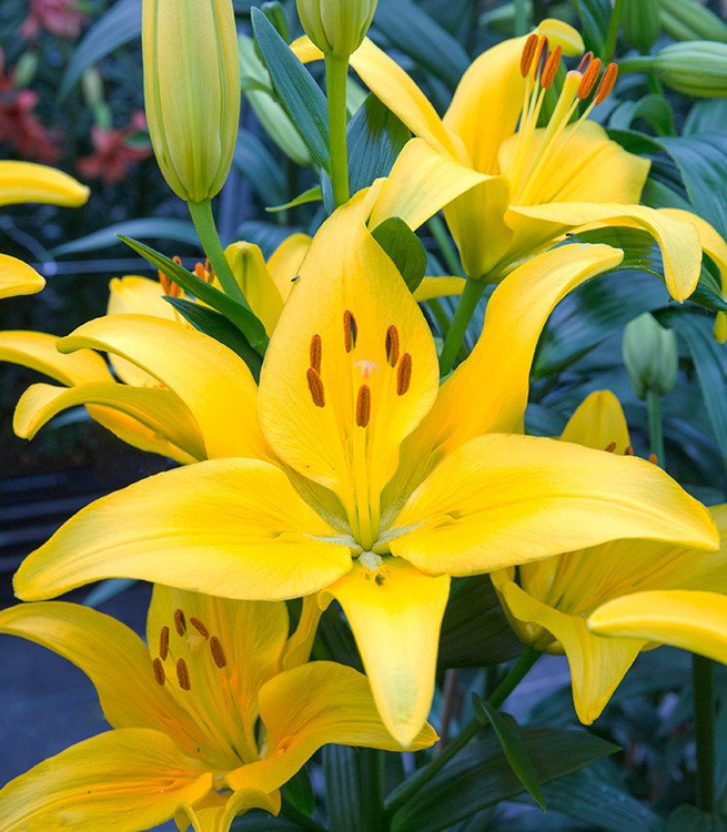 asiatische Lilie Yellow Country 1 st.