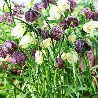 kaiserkrone schachbrettblume Melgaris 5 st.