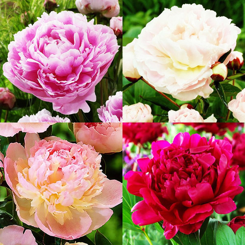 Set 1 Pfingstrose (Paeonia) 4-tlg