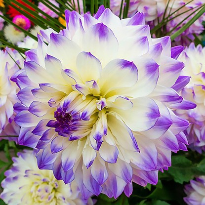 Dahlie Großblütige Hapet Blue Eyes 1 st.