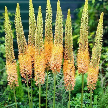 Steppenkerze Eremurus Cleopatra 1 st.