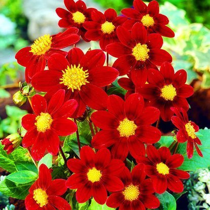 Dahlie Pompon Firebird 1 st.