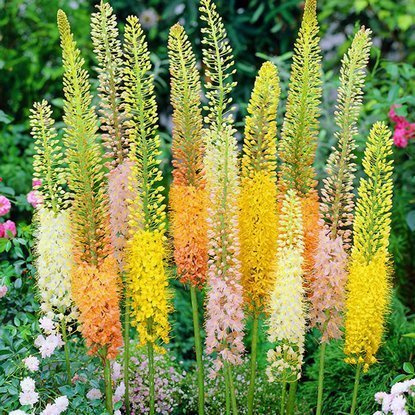 Steppenkerze Eremurus Ruiter- Hybryden 1 st.