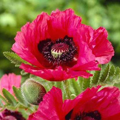 Mohn  Papaver Orientale Watermelon 1 st.