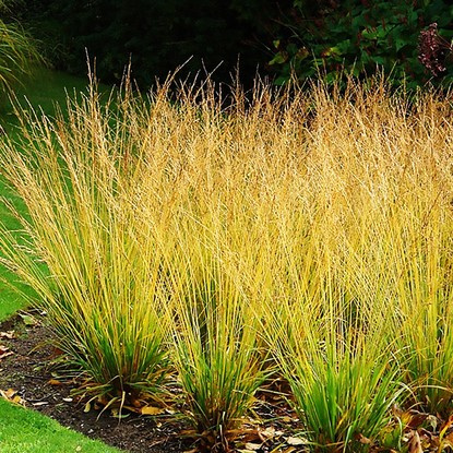 Pfeifengras Molinia Skyracer 1 st.