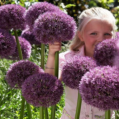 Allium Riesenlauch Pinball Wizard 1 st.