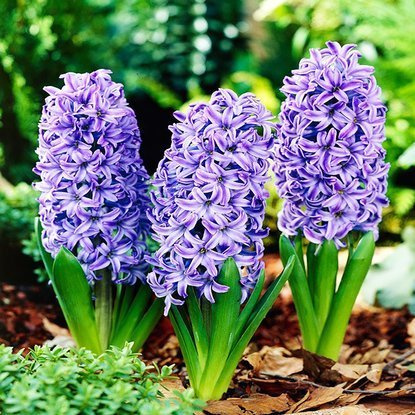 Präparierte Hyacinthus Blue Jacket 3 st.