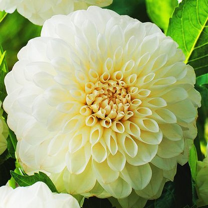 Dahlie Pompon Boom Boom White 1 st.