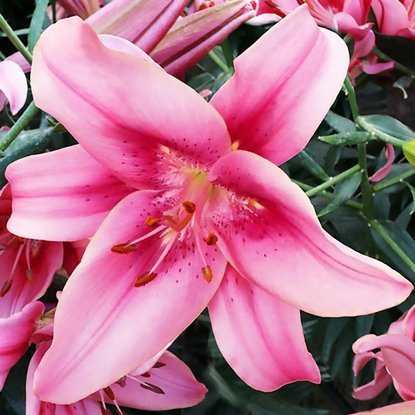 Speziale Lilie hybrid Child in Time 1 st.