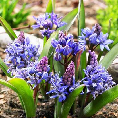 Blausterne Scilla Blau Bifolia 10 st.