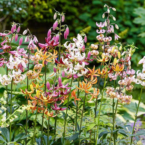 Martagon Lilie Martagon 3 st.