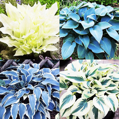  1er-Set Funkia (Hosta) Bestseller 4-tlg